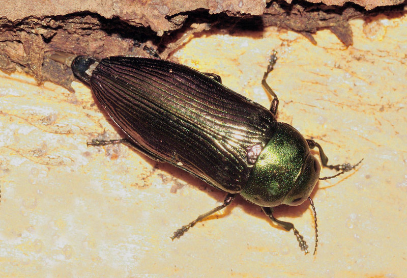 Buprestidae:  Eurythyrea austriaca